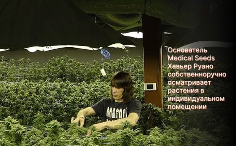 Сидбанк Medical Seeds