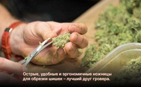 ножницы для обрезки шишек конопли ножницы для обрезки шишек конопли