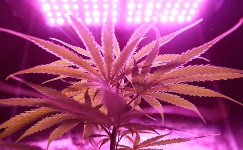 Расстояние лампы до конопли Расстояние лампы до конопли