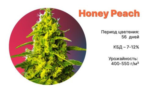 Сорт каннабиса Honey Peach Auto CBD от Sweet Seeds Сорт каннабиса Honey Peach Auto CBD от Sweet Seeds