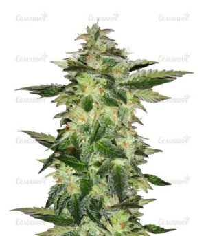 Wedding Gelato.jpg Wedding Gelato.jpg