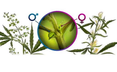 Как сделать феминизированные семена конопли Как сделать феминизированные семена конопли