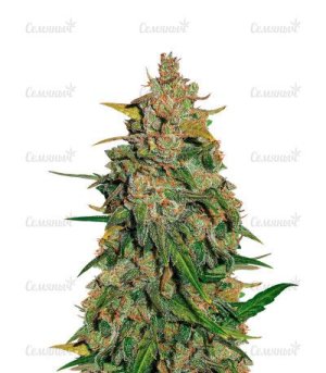 Lemon AK Auto.jpg Lemon AK Auto.jpg