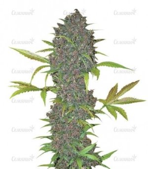 LSD-25 Auto.jpg LSD-25 Auto.jpg