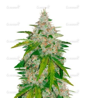 Six Shooter Auto.jpg Six Shooter Auto.jpg