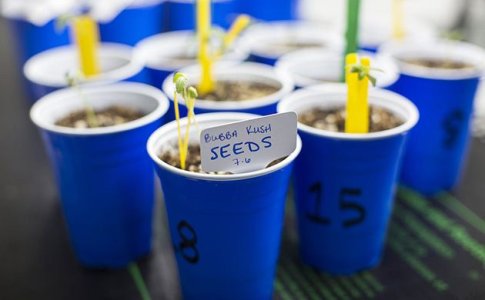 Пересадка конопли Пересадка конопли