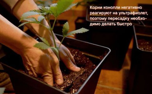 Подготовка к пересадке конопли Подготовка к пересадке конопли