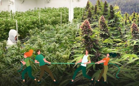 Открытый и закрытый грунт для конопли – аутдор и индор конопли Открытый и закрытый грунт для конопли – аутдор и индор конопли