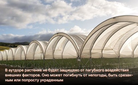 как определяется индор и аутдор для семян как определяется индор и аутдор для семян