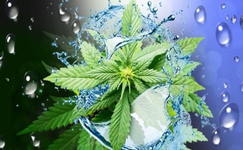 Промывка конопли Промывка конопли