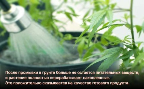 Priblizhenie-kharvesta.jpg Priblizhenie-kharvesta.jpg