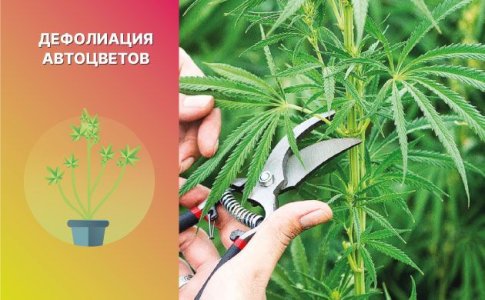Дефолиация автоцветов Дефолиация автоцветов