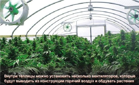 Вентиляция в теплице