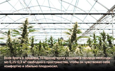 Размеры теплицы для каннабиса