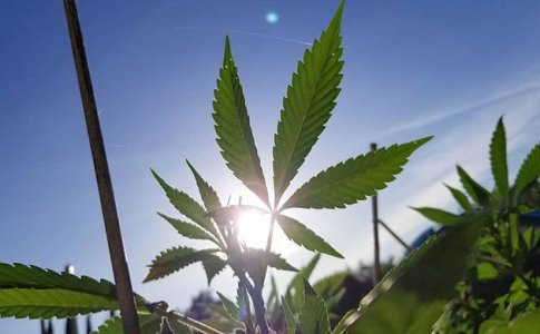 Время высадки конопли в аутдор Время высадки конопли в аутдор