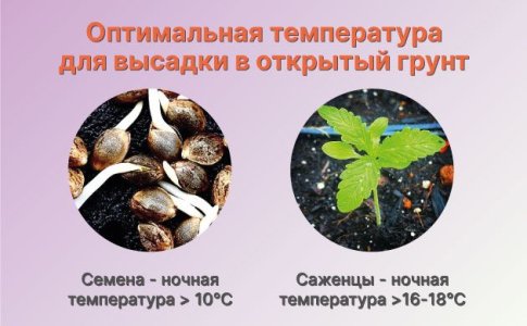 Когда вовремя высаживать коноплю в аутдор Когда вовремя высаживать коноплю в аутдор