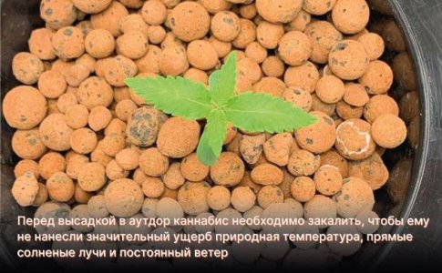 Закалить коноплю перед высадкой в аутдор Закалить коноплю перед высадкой в аутдор