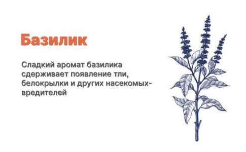 Компаньоны для конопли - базилик