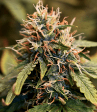 1622377508842.png 1622377508842.png