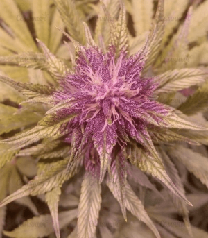 1622378438037.png 1622378438037.png