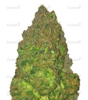 Fruit Punch Auto.jpg