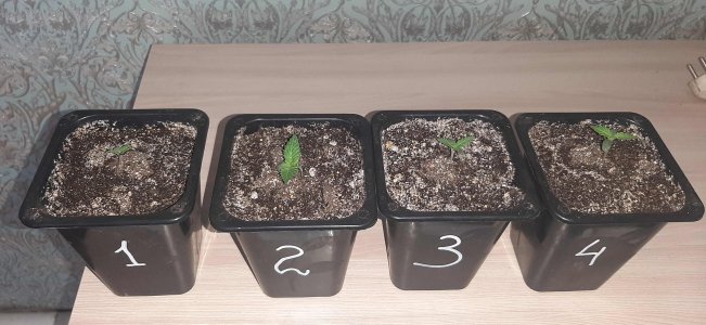 20210613_114228_compress70.jpg 20210613_114228_compress70.jpg