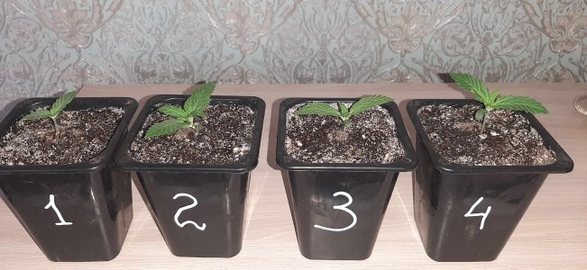 20210616_184736_compress65.jpg 20210616_184736_compress65.jpg