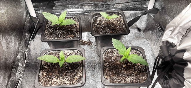 20210617_161242_compress57.jpg 20210617_161242_compress57.jpg