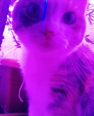 IMG_20210617_214631.jpg IMG_20210617_214631.jpg