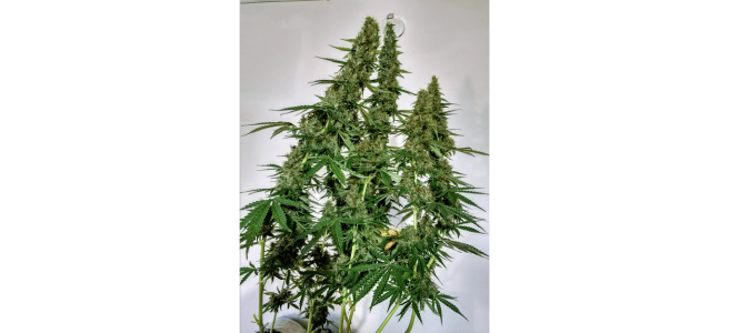 000000000000.png 000000000000.png