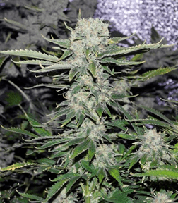 1625065817615.png 1625065817615.png