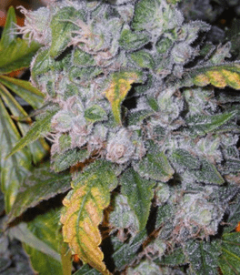 1625065857825.png 1625065857825.png