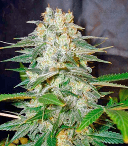 1625065974930.png 1625065974930.png