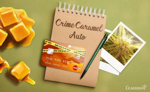 groureport-sorta-konopli-crime-caramel-auto-ot-sidbanka-semyanych__m3ob07GU2je1yVtV.jpg groureport-sorta-konopli-crime-caramel-auto-ot-sidbanka-semyanych__m3ob07GU2je1yVtV.jpg