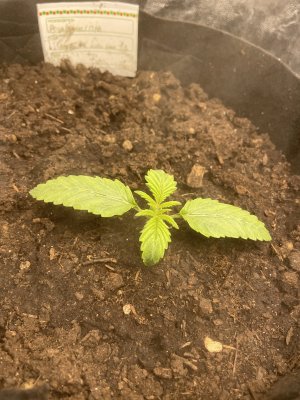 IMG_0438.JPG IMG_0438.JPG