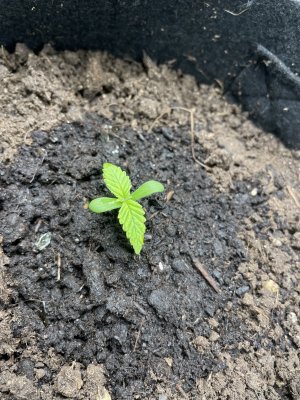 IMG_0441.JPG IMG_0441.JPG