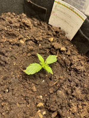 IMG_0433.JPG IMG_0433.JPG