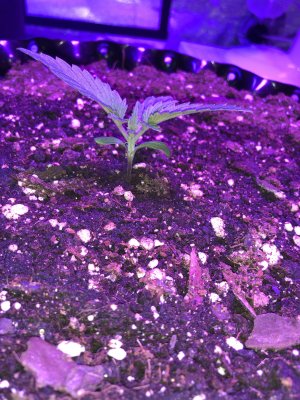 IMG_6831.JPG IMG_6831.JPG