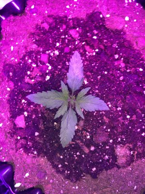 IMG_6832.JPG IMG_6832.JPG