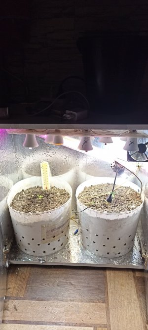 IMG_20221026_174354.jpg IMG_20221026_174354.jpg