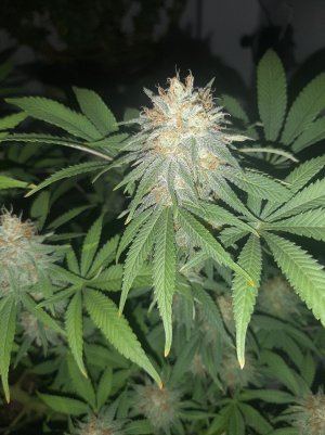 20221026_212247.jpg 20221026_212247.jpg