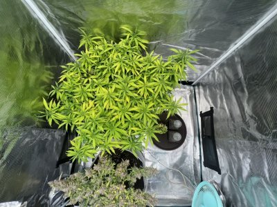 DED6CDE0-DA0B-4CCC-B55A-1691BEAEF988.jpeg DED6CDE0-DA0B-4CCC-B55A-1691BEAEF988.jpeg