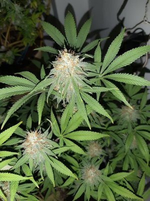 20221027_202647.jpg 20221027_202647.jpg