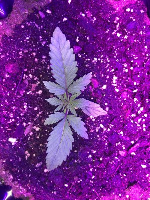 IMG_6846.JPG IMG_6846.JPG