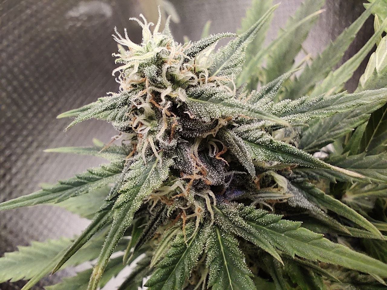 27.10-1.jpg 27.10-1.jpg