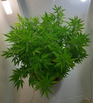 20221028_090202.jpg 20221028_090202.jpg