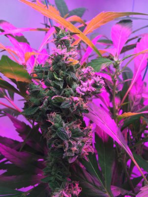 28 (32).JPG 28 (32).JPG