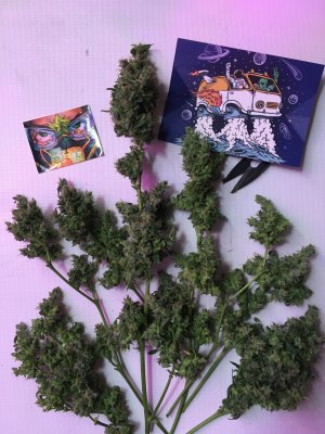 28 (17).JPG 28 (17).JPG