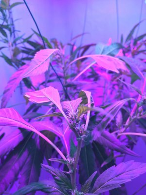 28 (42).JPG 28 (42).JPG