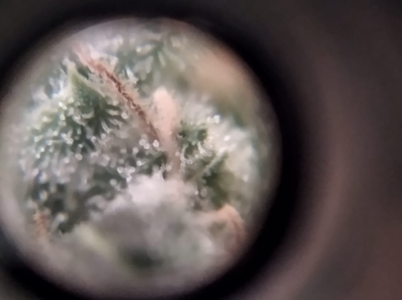 IMG-20221029-WA0002.jpg IMG-20221029-WA0002.jpg